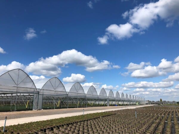Photo of polytunnels at Allensmore Nursery